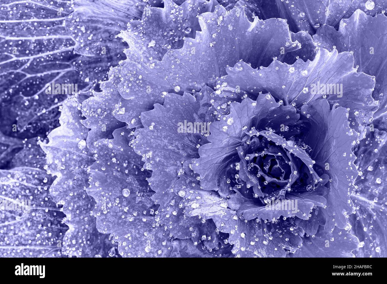 Sfondo di cavolo ornamentale viola decorato coperto con un gelo del mattino. Tonalità lilla molto peri colore. Foto Stock