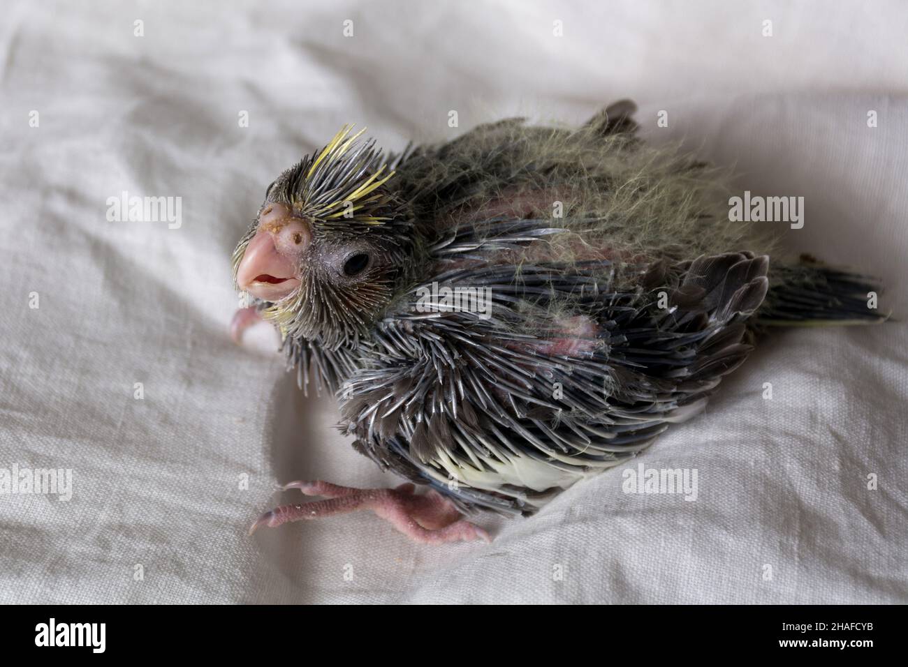 Pappagallo per bambini di tre settimane su coperta bianca a casa. Concetto di giovane uccello. Primo piano, messa a fuoco selettiva Foto Stock