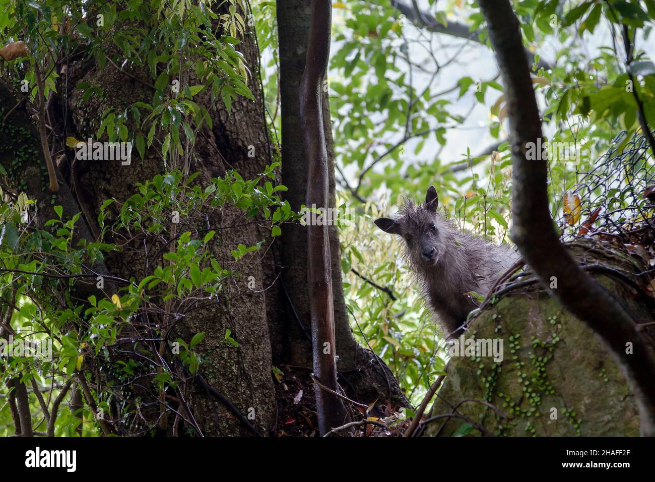 Un giovane serow giapponese (Capricornis crispus) conosciuto anche come cervo di pelt grossolano, nella foresta sul Monte Oyama, Kanagawa, Giappone. Foto Stock