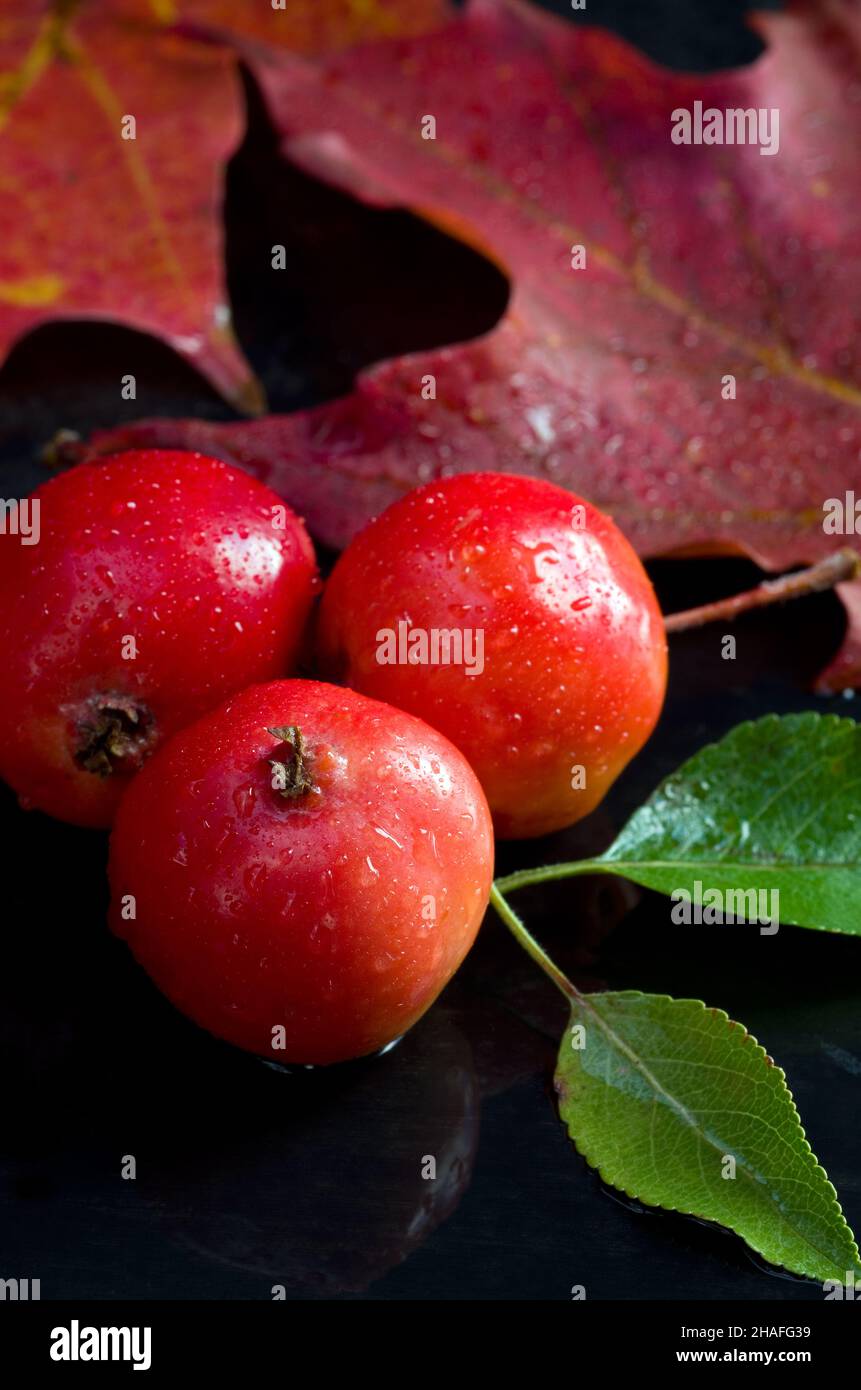 Foto macro della stagione autunnale di mele granchio rosse con foglie di acero su sfondo scuro verticale Foto Stock