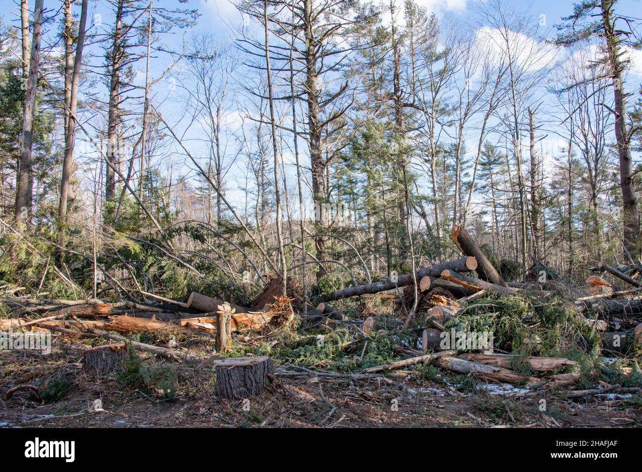 Tempesta danni e distruzione di una foresta in Speculator, NY USA da venti alti o un tornado in inizio inverno Foto Stock