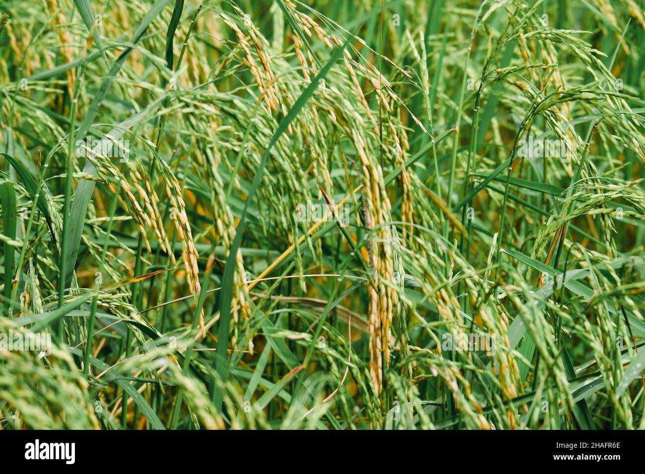 Riso piantando, grani di riso sono già maturi. Foto Stock
