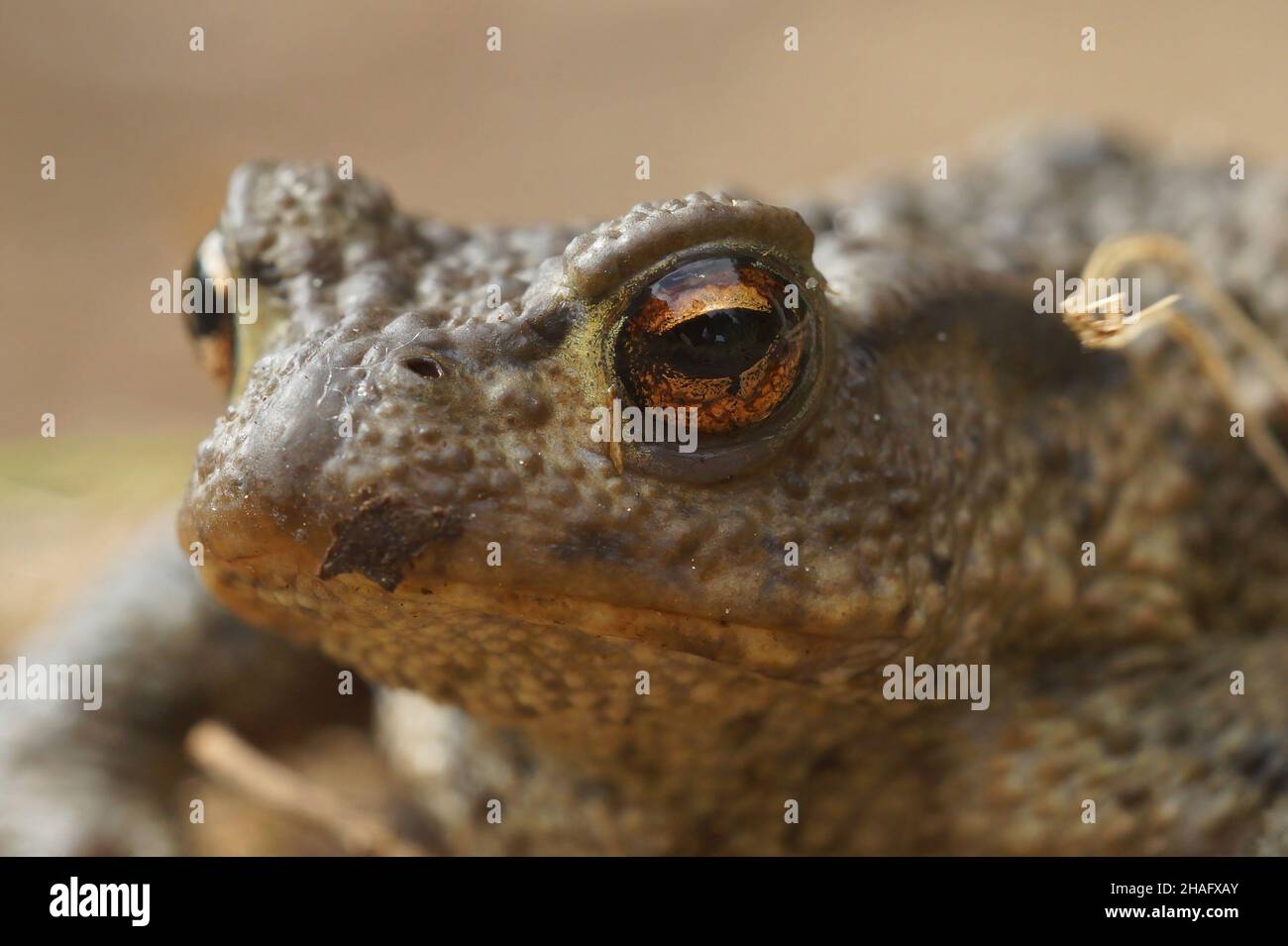 Un primo piano frontale di un toad comune maschile, Bufo bufo Foto Stock