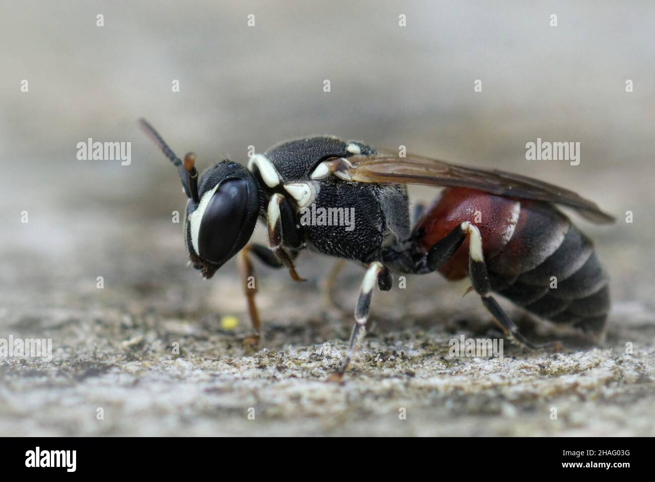 Closeup di un'ape mascherata colorata, Hylaeus meridionalis di Gard, Francia Foto Stock