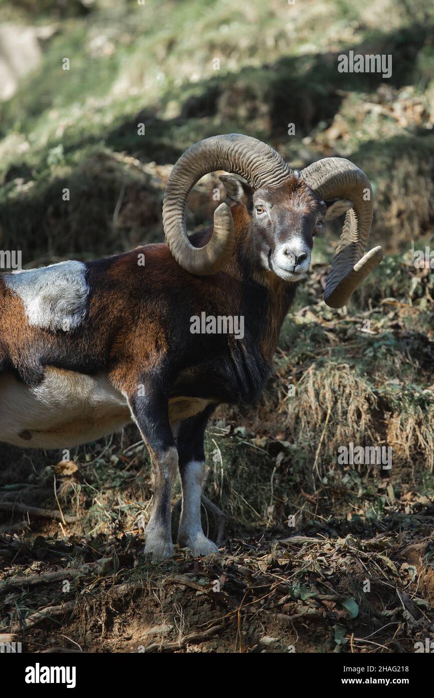 Capra selvaggia maschio adulto con corna grandi su un ritratto di montagna Foto Stock