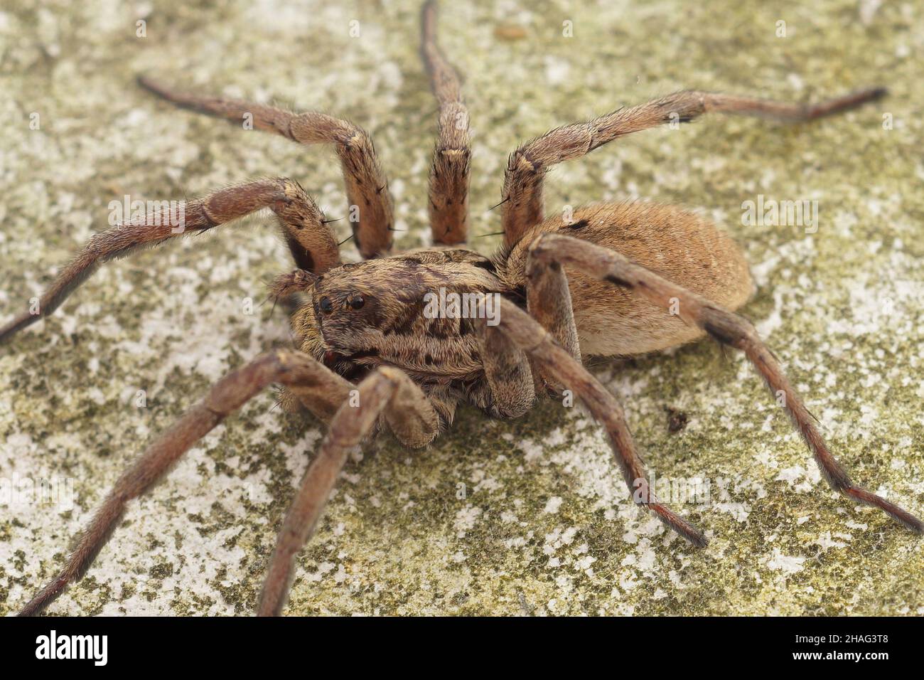 Foto a corpo pieno del più grande lupo europeo, Hogna radiata nel sud della Francia Foto Stock