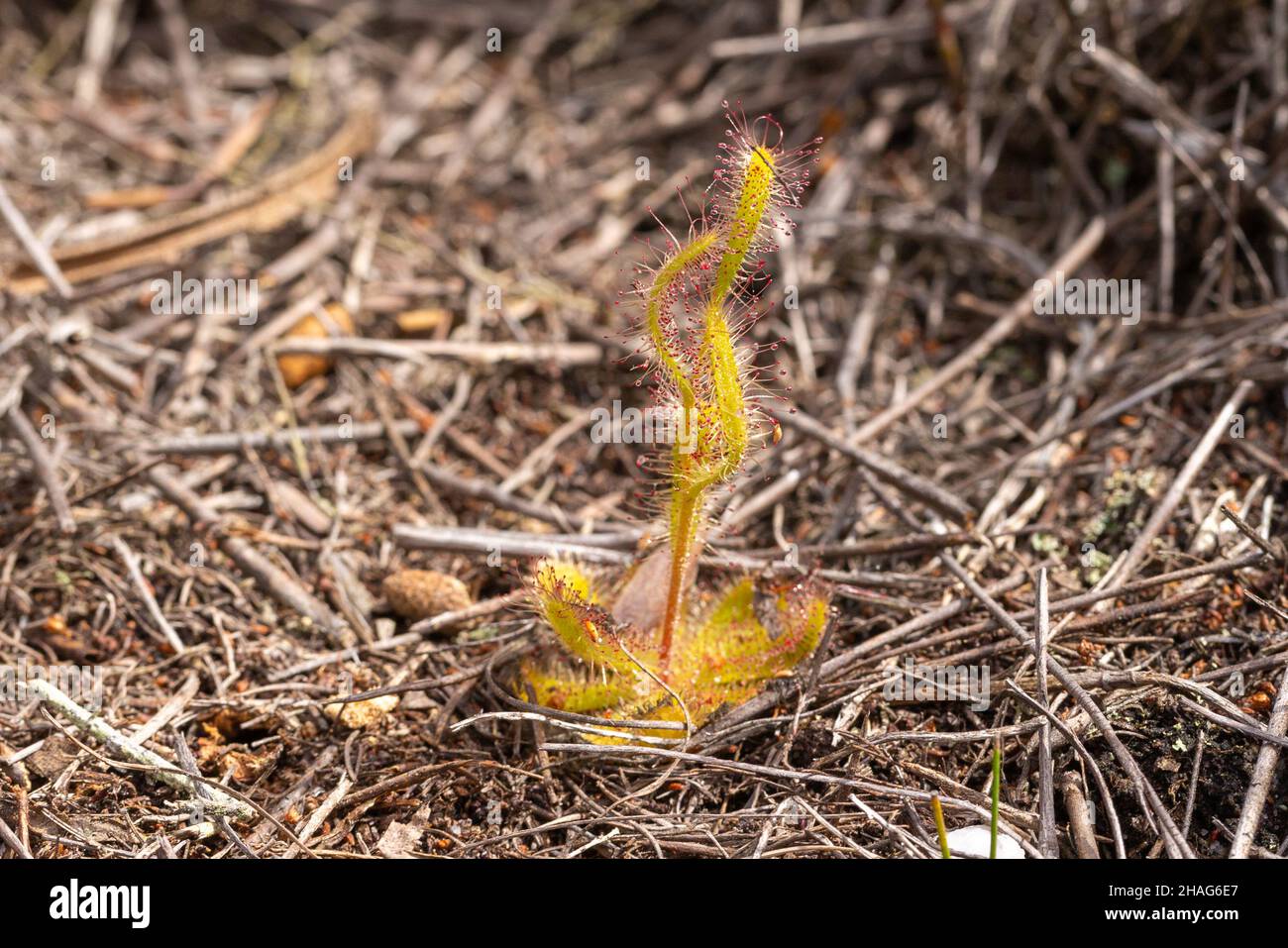 Drosera zeyheri, una pianta carnivora, in habitat naturale nei pressi di Napier nel Capo occidentale del Sud Africa Foto Stock