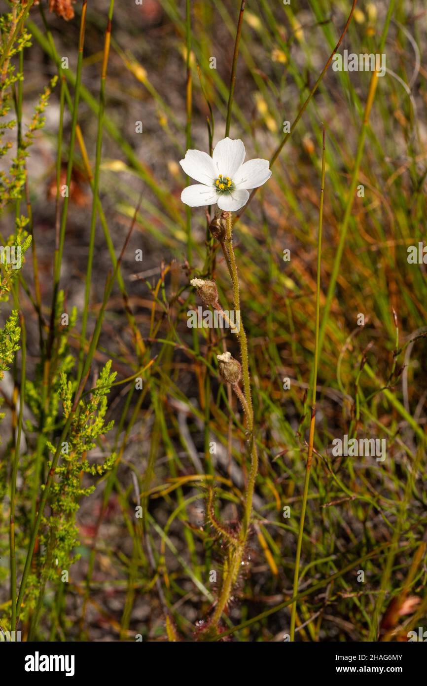 Drosera cistiflora con fiore bianco in habitat naturale nel Overberg vicino a Stanford nel Capo occidentale del Sud Africa Foto Stock