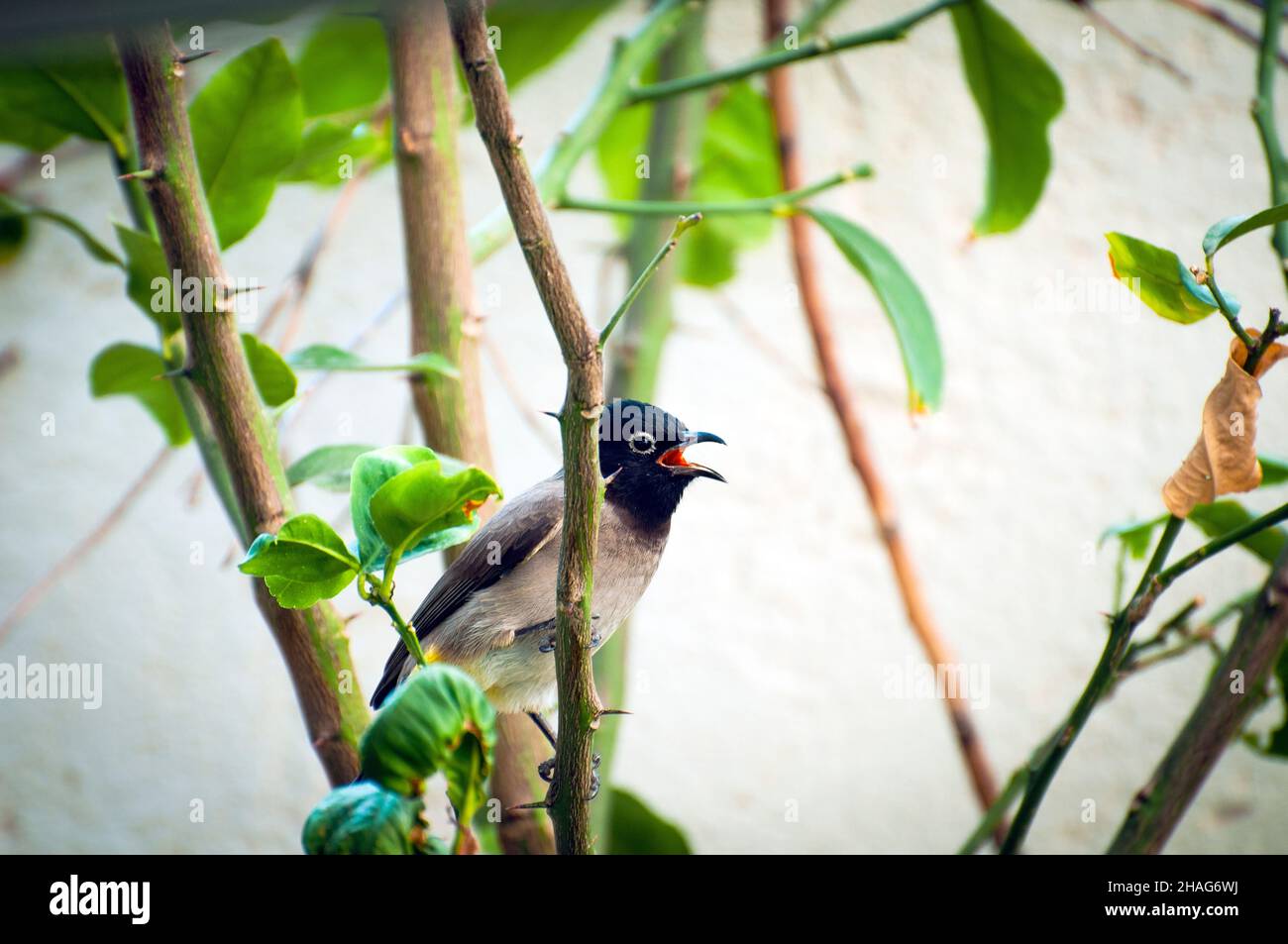 Bulbul (Pycnonotus xanthopygos), un giardino fotografato in Israele nel mese di ottobre Foto Stock