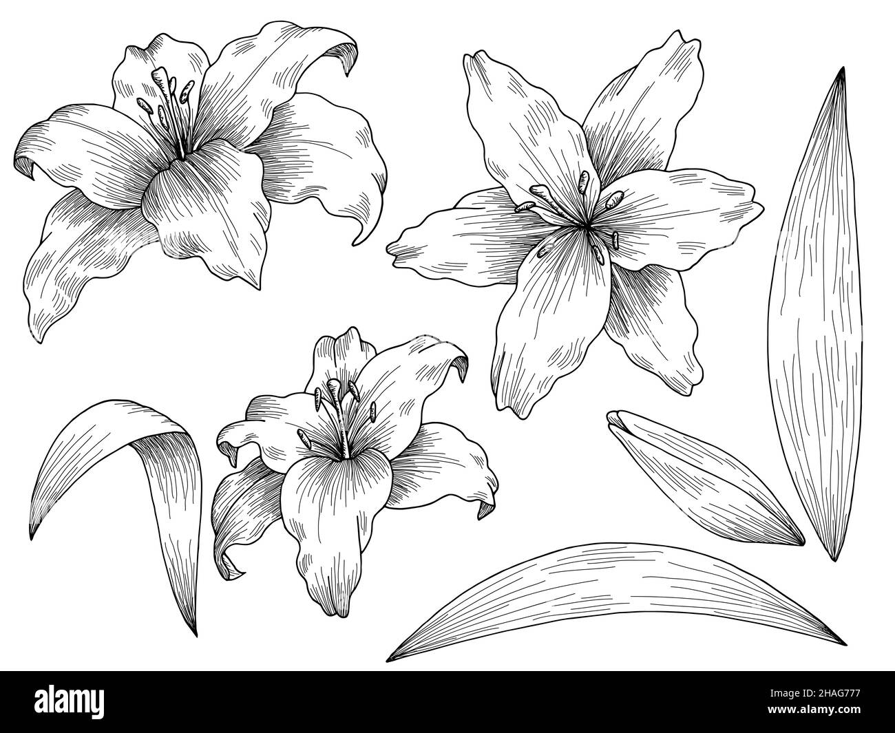 Lily flower grafico nero bianco isolato disegno insieme vettore illustrazione Illustrazione Vettoriale