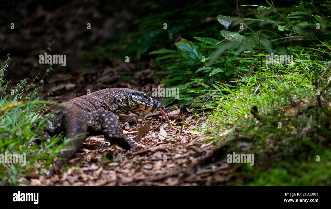 Sabbia Goanna - Varanus gouldii Foto Stock