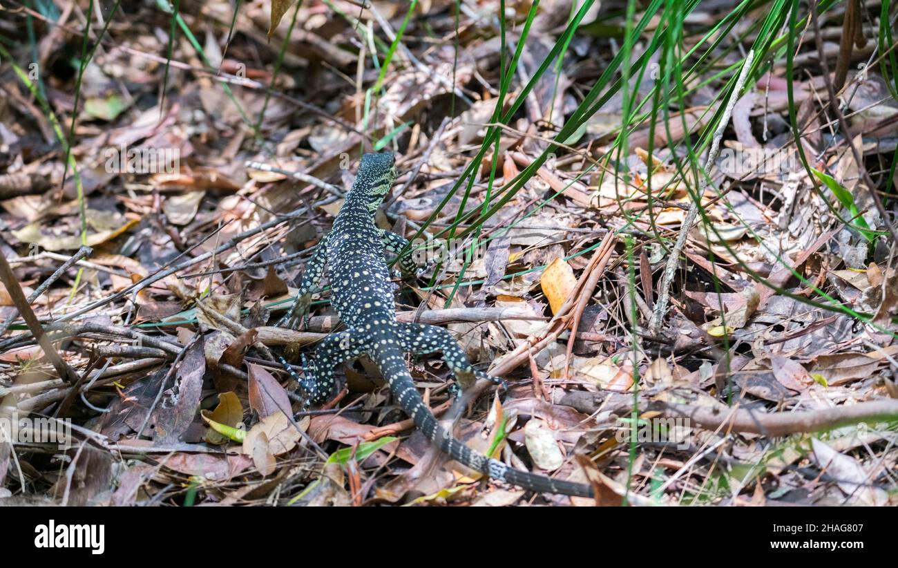 Sabbia Goanna - Varanus gouldii Foto Stock