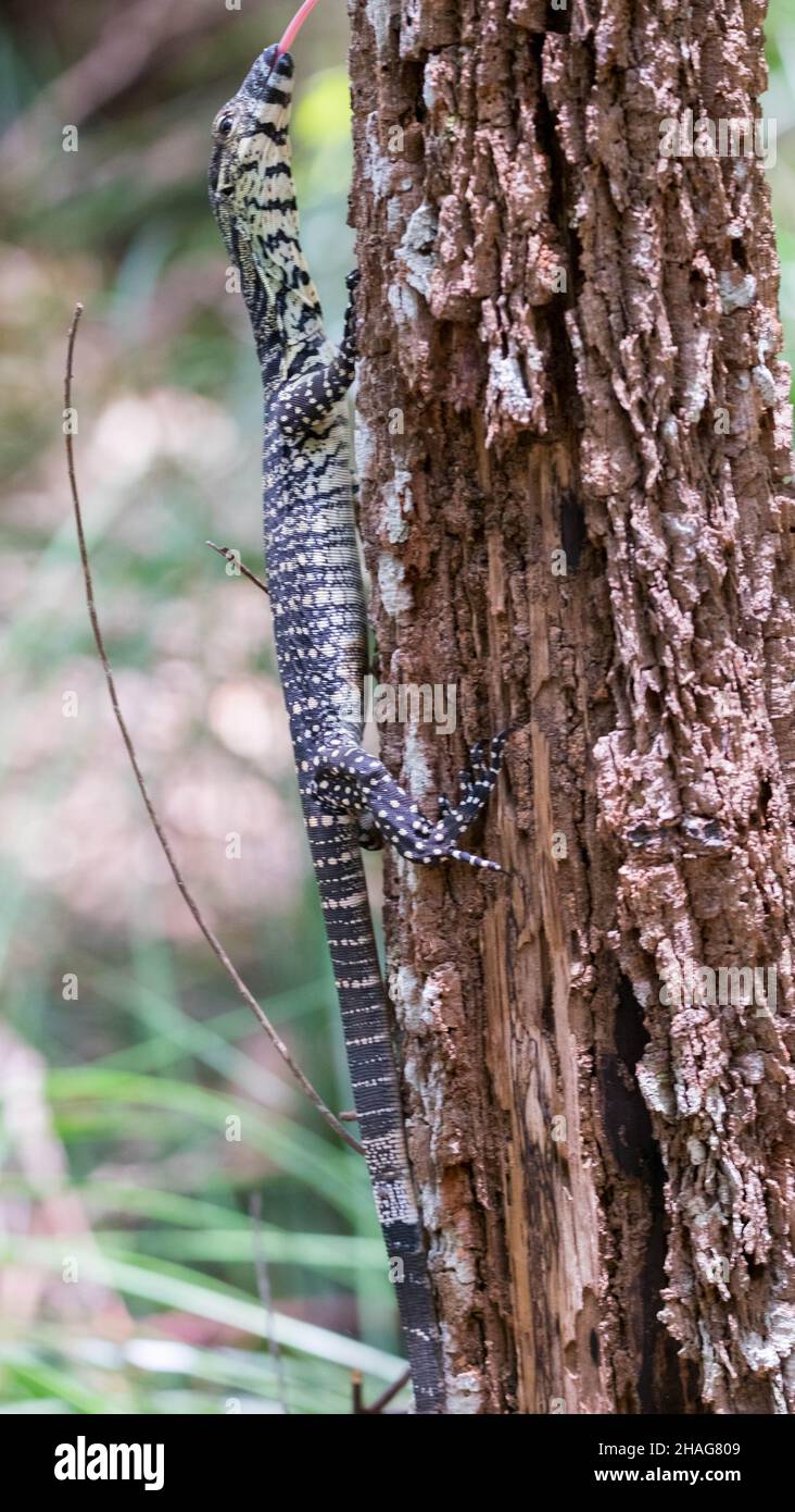 Sabbia Goanna - Varanus gouldii Foto Stock