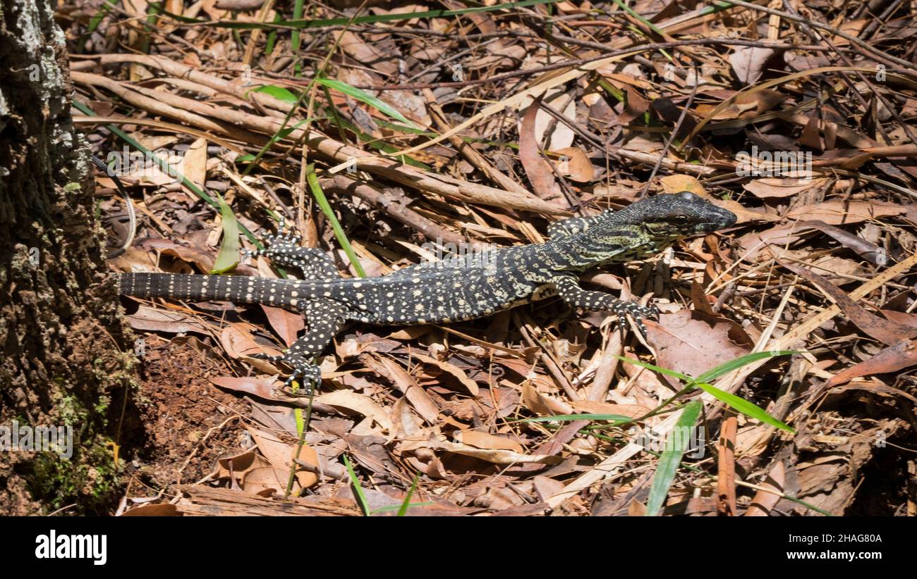 Sabbia Goanna - Varanus gouldii Foto Stock