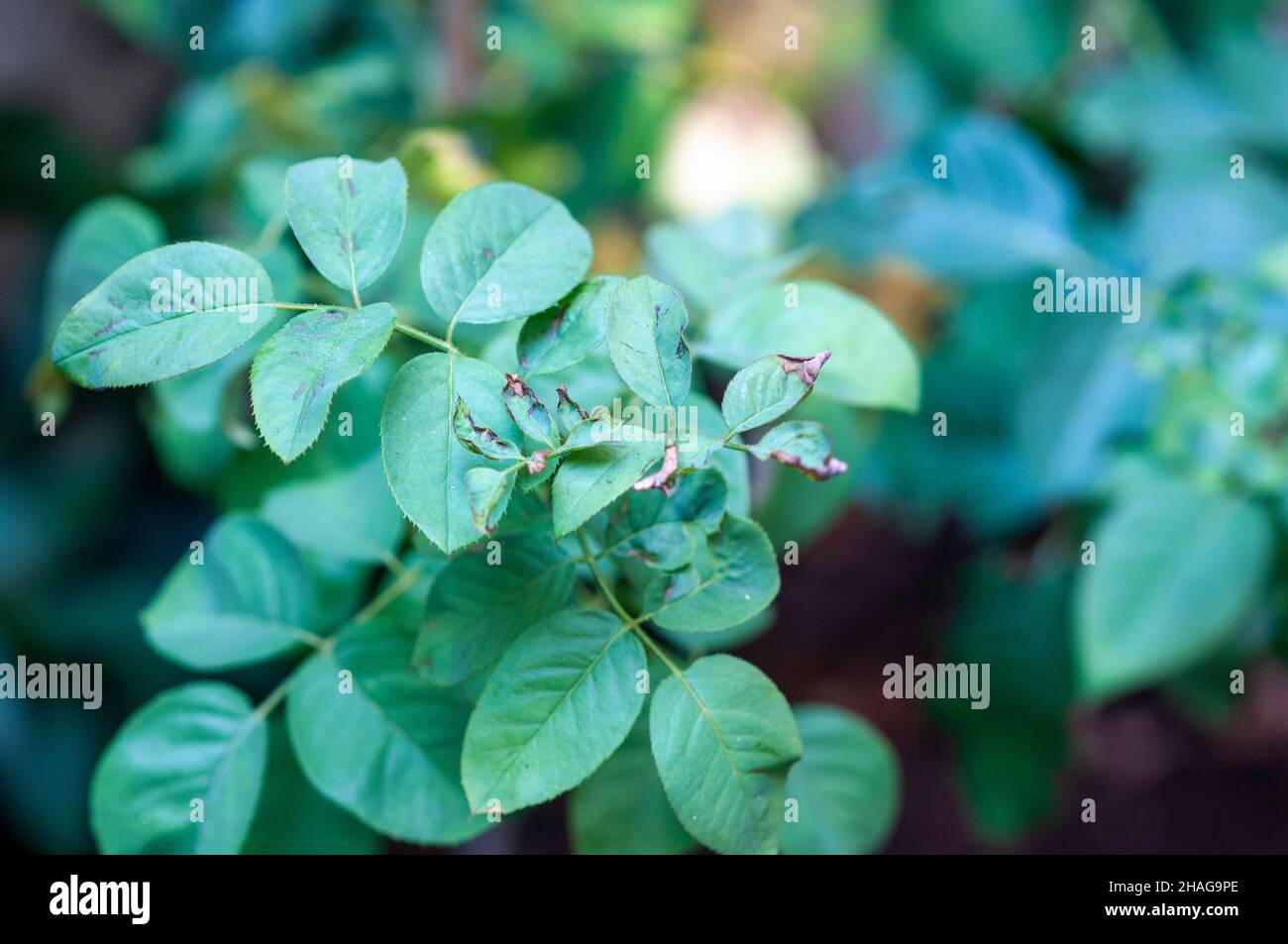 Foglia sawfly di rotolamento Blennocampa phyllocolpa danni ad una foglia di rose Foto Stock