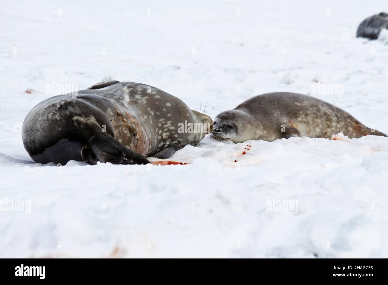 Weddell Seals (Leptonychotes weddellii). Madre e cucino giacenti sul ghiaccio marino. Le guarnizioni Weddell nascono da sole. Hanno capelli morbidi fini (lanugo) che si gira Foto Stock