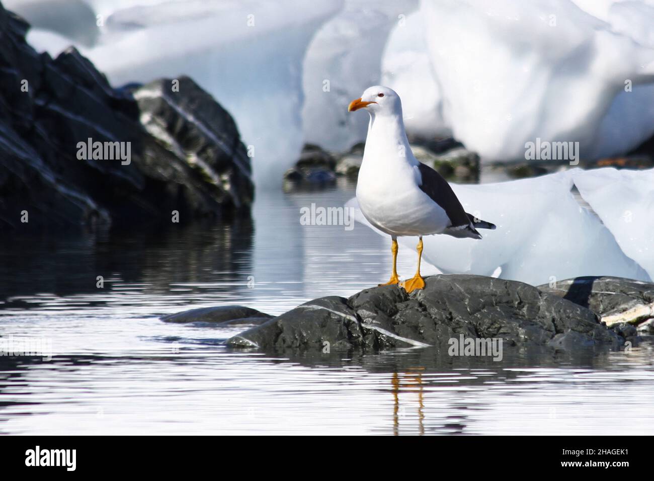 Gabbiano kelp (Larus dominicanus) fotografato in Wilhelmina Bay, Antartide in novembre. Foto Stock