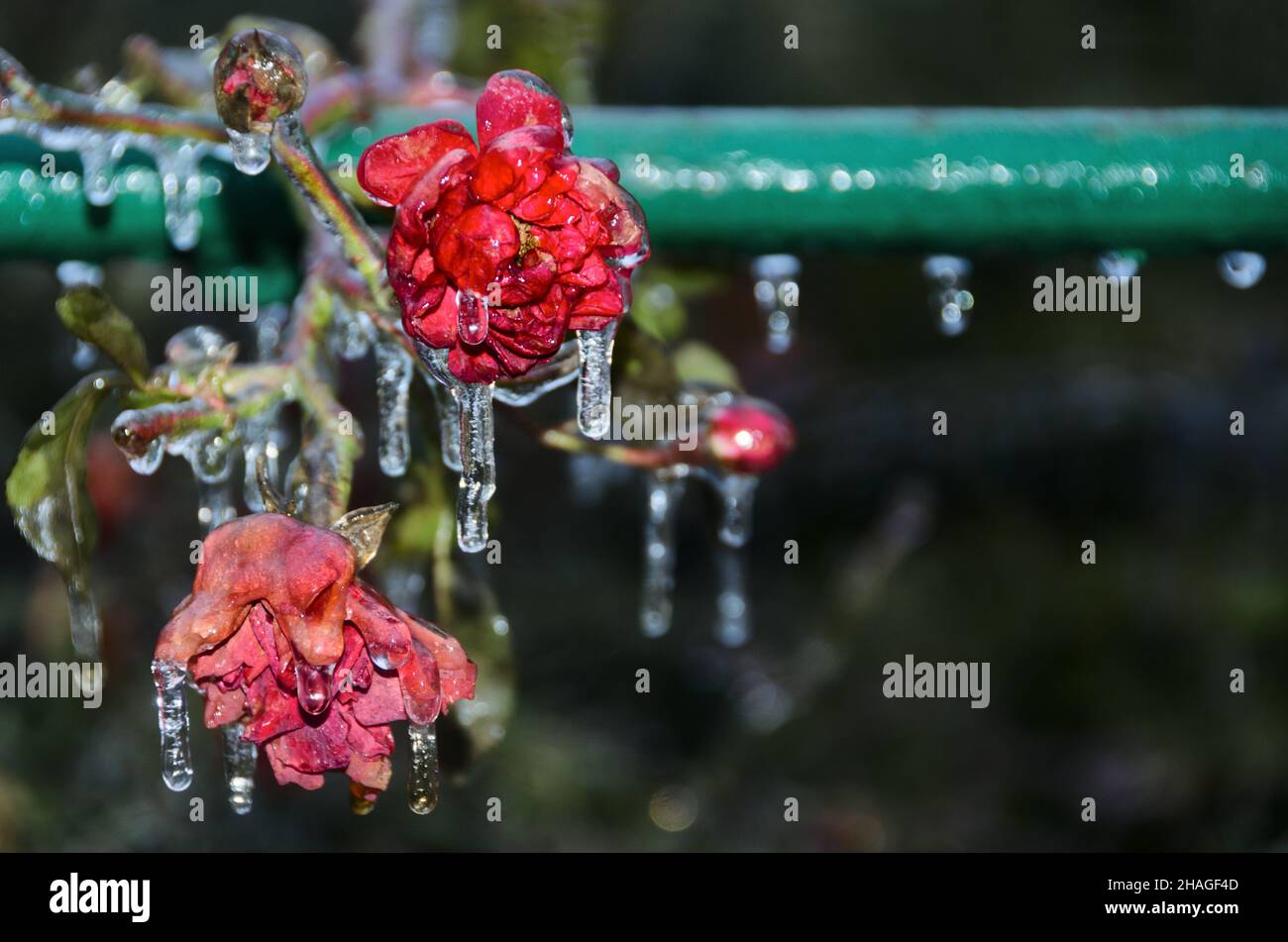 Fiori di rosa congelati in giardino. Splendida decorazione natura Foto Stock