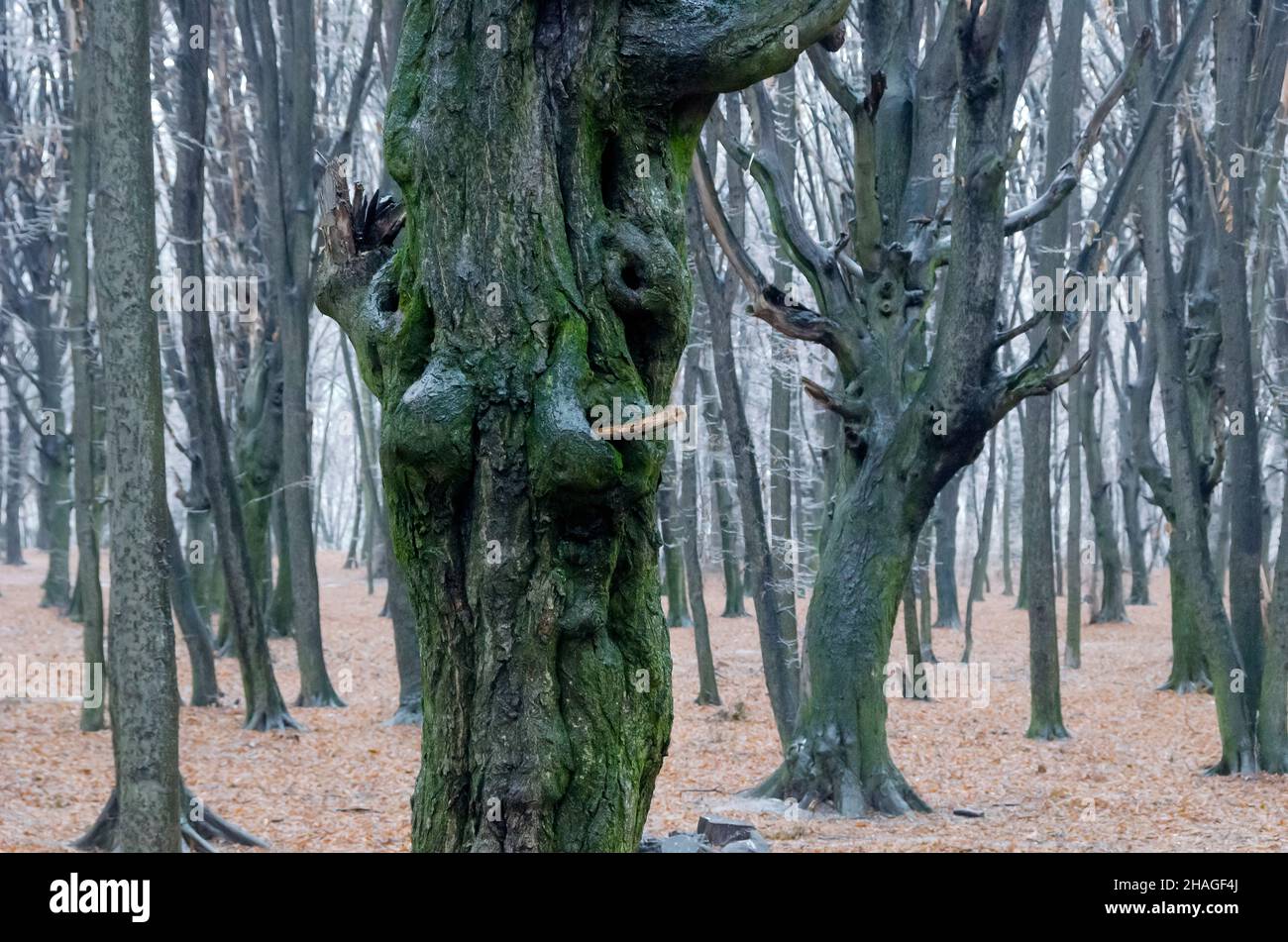 Foresta di Spooky con alberi che assomiglia a creature o mostri strani Foto Stock