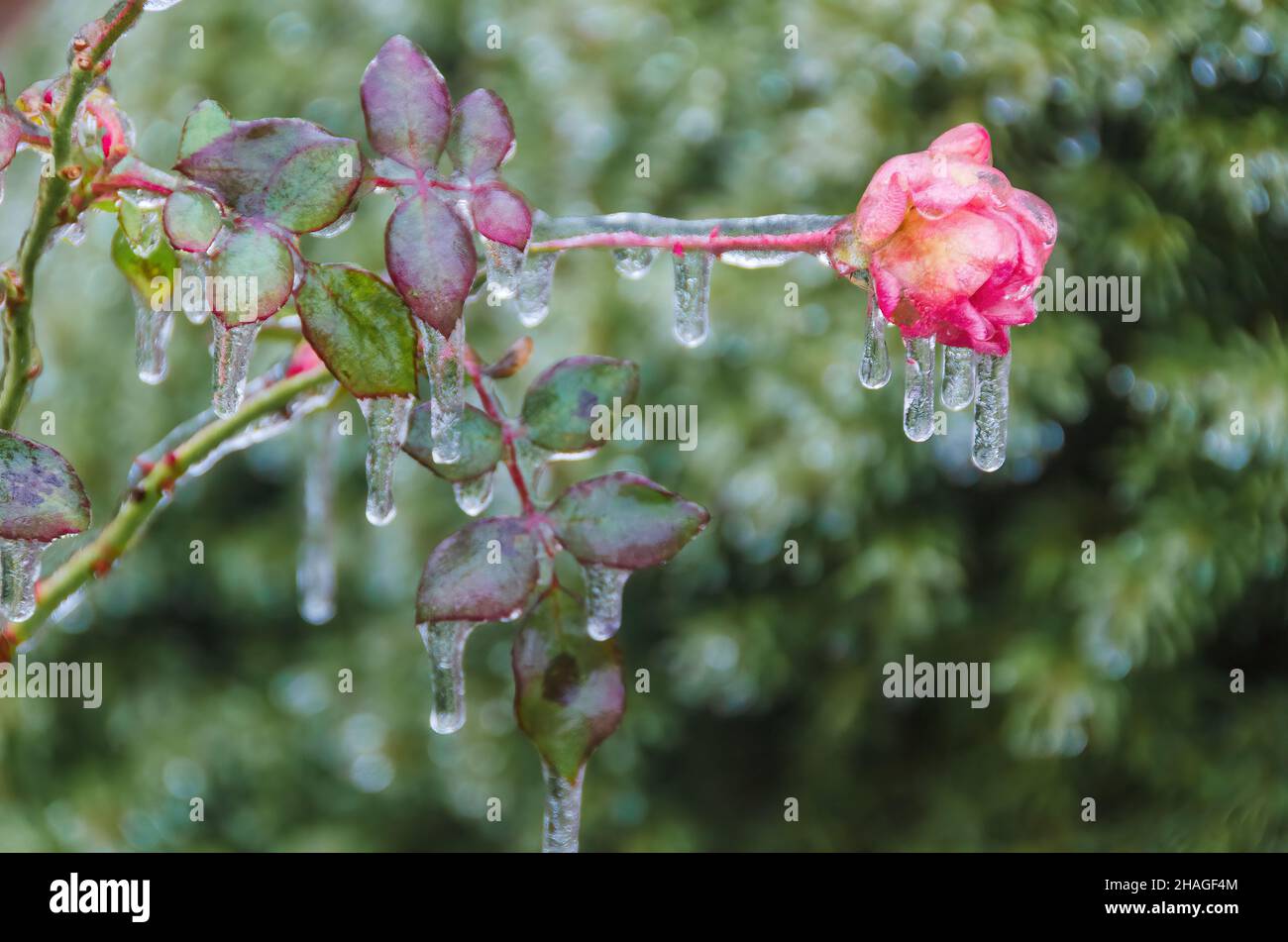 Bel fiore di rosa congelato nel ghiaccio. Fragile gioiello della natura. Fuoco selettivo sul fiore Foto Stock