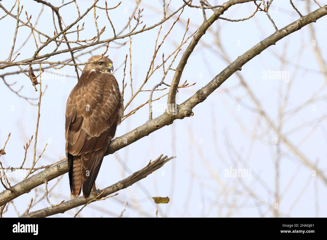 Buzzard comune sul ramo, in attesa della preda Foto Stock