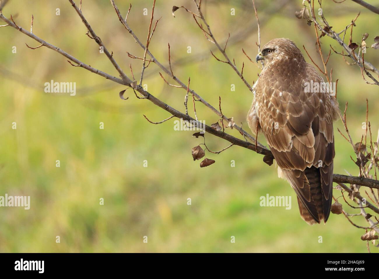 Buzzard comune sul ramo, in attesa della preda Foto Stock