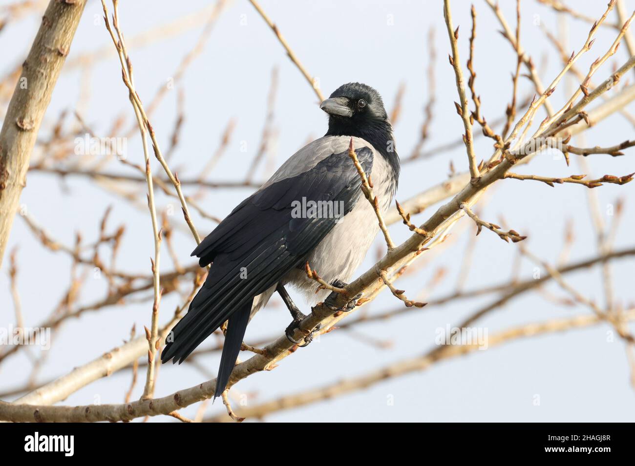 Corvo con cappuccio (Corvus Cornix) sul ramo in inverno Foto Stock