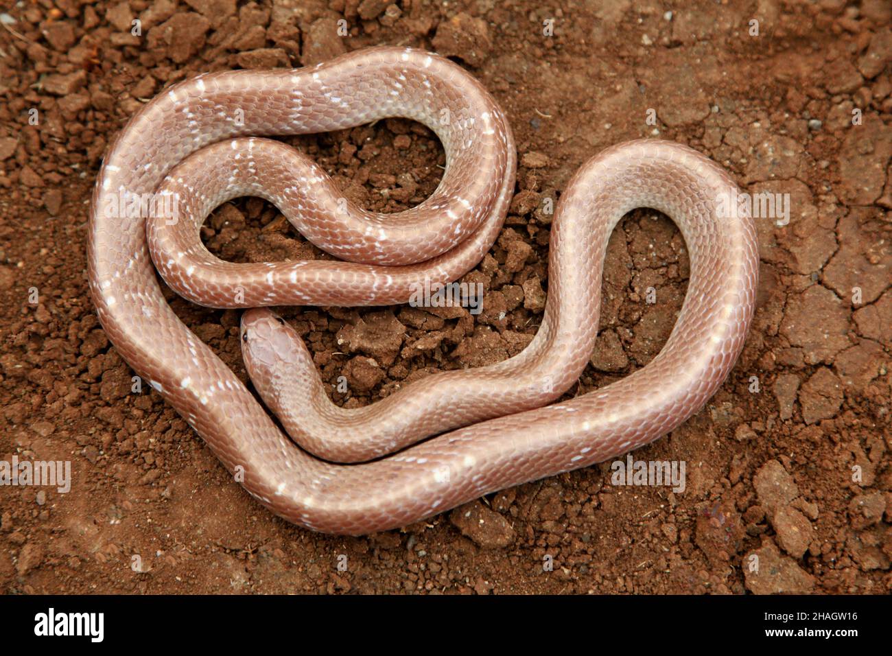 Albino parziale comune Krait, Bungarus caeruleus, Satara, Maharashtra, India Foto Stock
