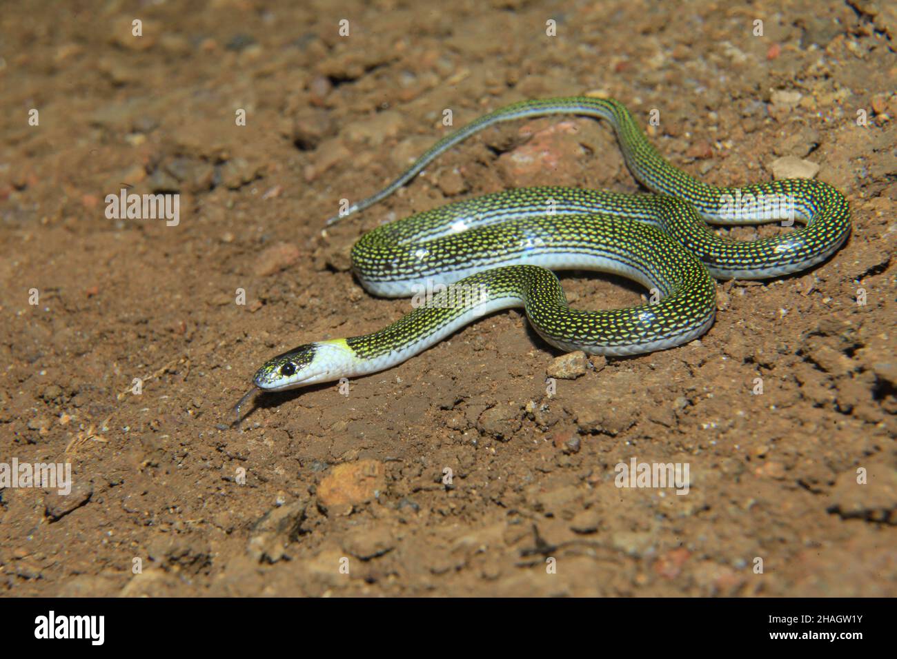 Doppio serpente di lupo macchiato, Lycodon jara, North Bengala India Foto Stock