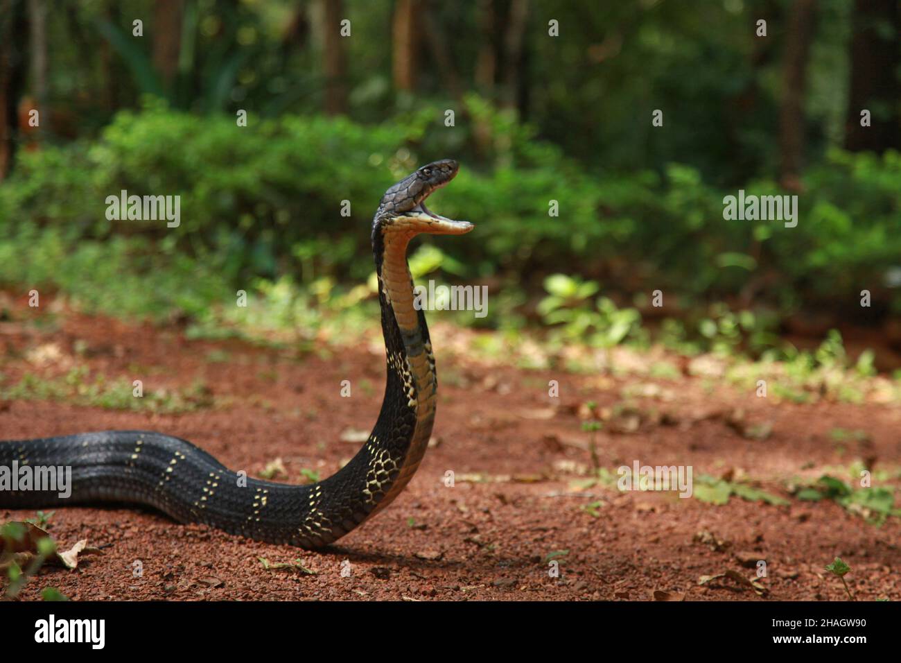 Re cobra, Ophiophagus hannah è una specie di serpente velenoso di lapidi endemici a giungle nel sud e sud-est asiatico, goa india Foto Stock