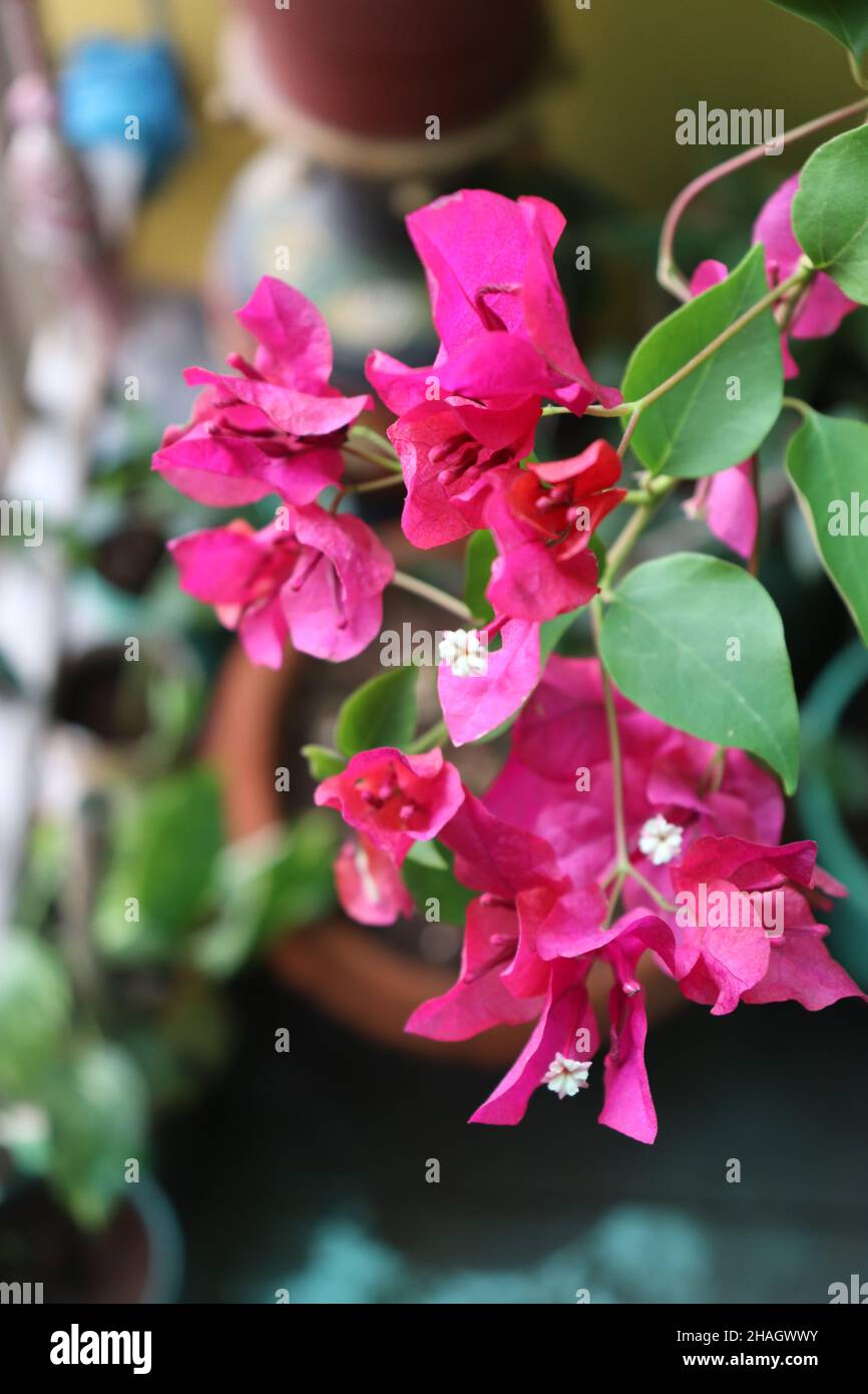 Bougainvillea rosa fiore / pianta in un vaso di fiori / appartamento balcone giardino Foto Stock