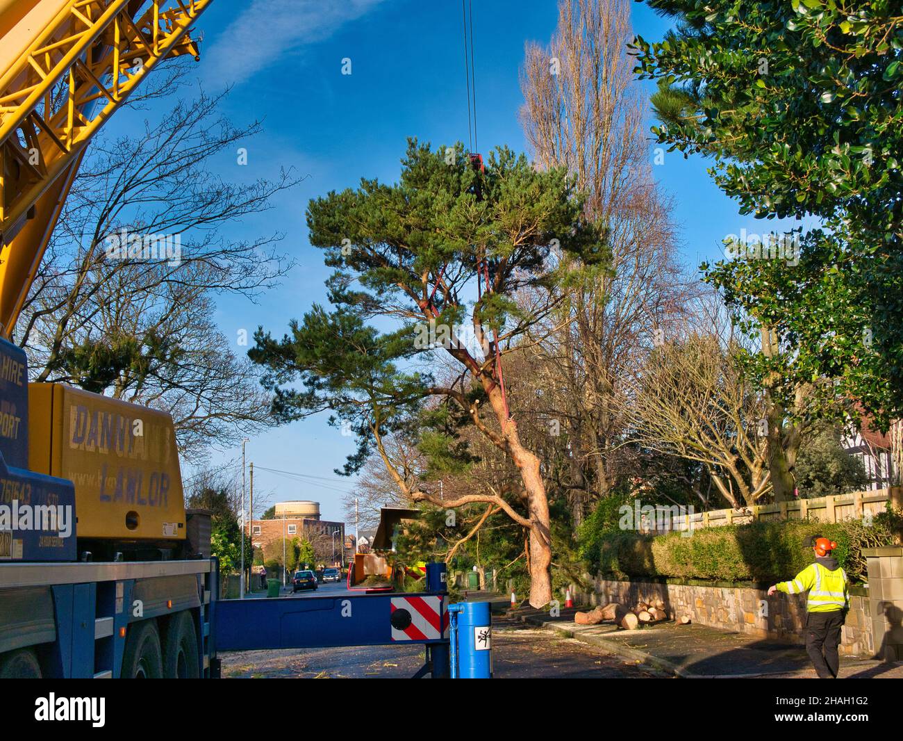 Dopo la tempesta Arwen Danny Lawlor Crane Hire e Mancoed Tree Management rimuovere un pino scozzese danneggiato sollevando la corona del al gro Foto Stock