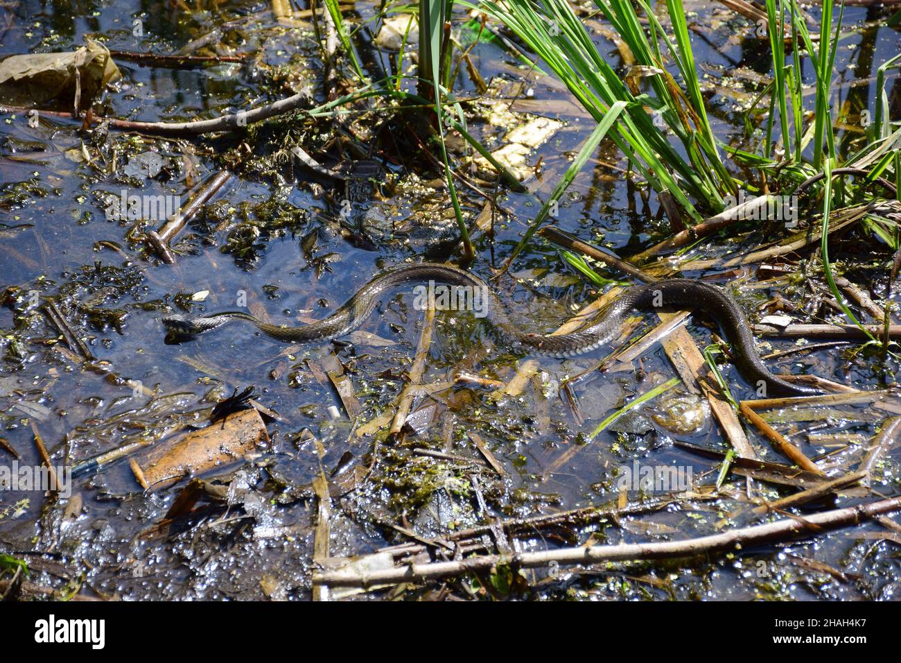 Un serpente che strisciare e wriggling in una palude, in acqua. Foto Stock