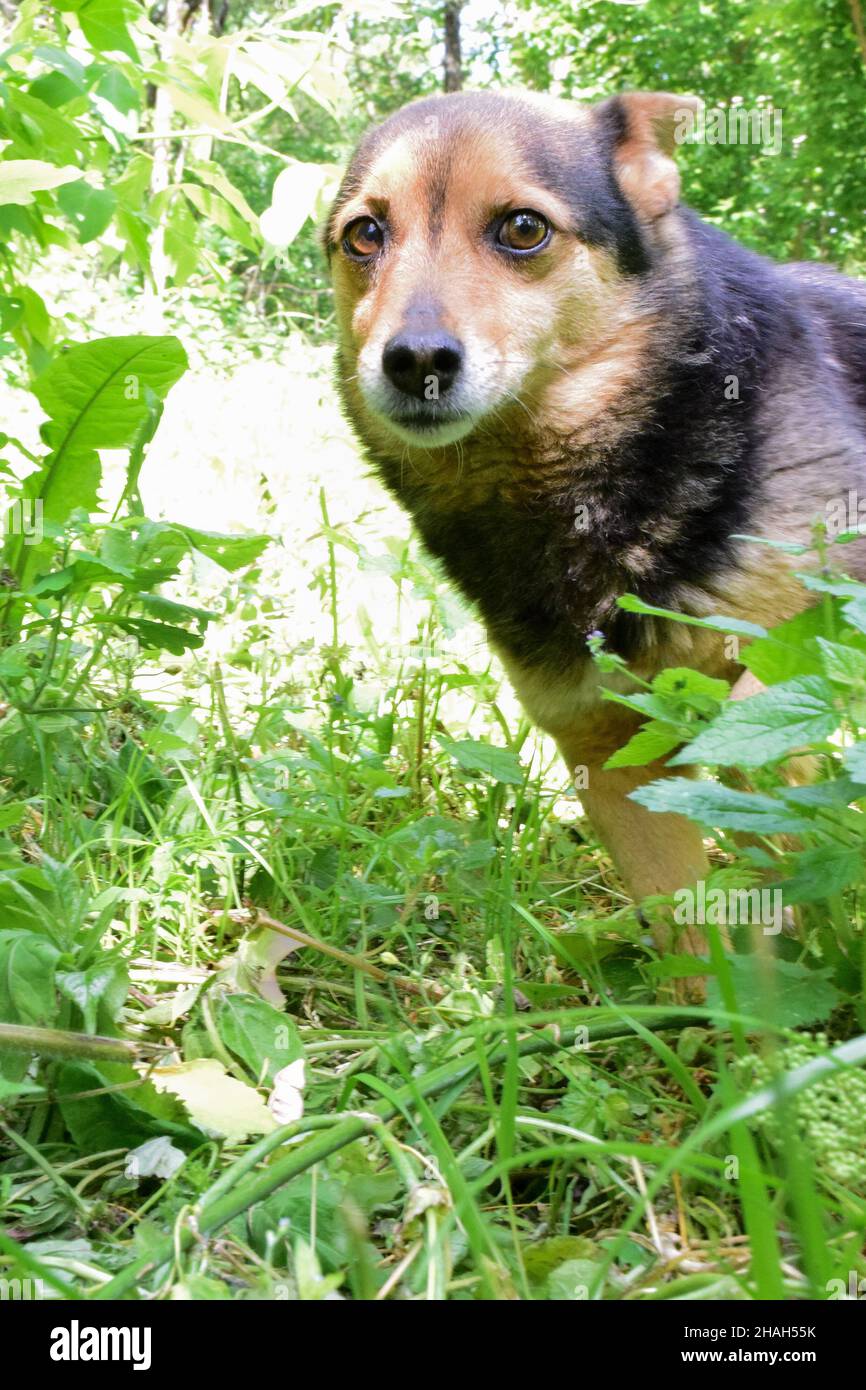 Un piccolo cane con orecchie appiattite sembra spaventosamente nel telaio in erba verde alta. Sfondo sfocato Foto Stock