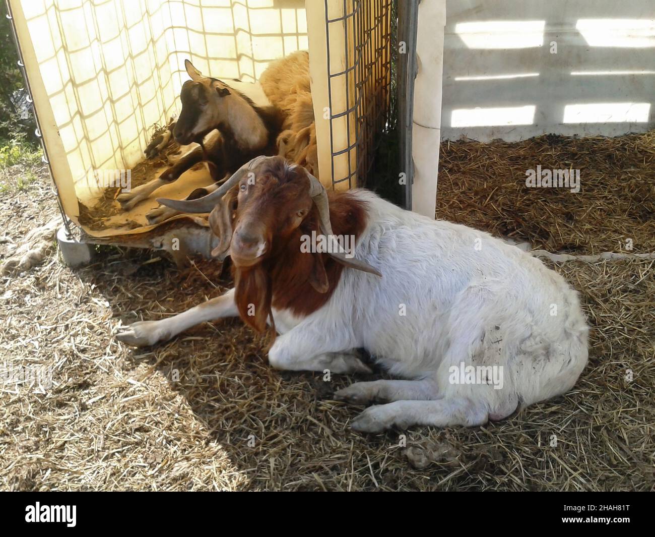 Animali della fattoria due capre si trovano in estate all'aperto vicino al Corral all'ombra Foto Stock