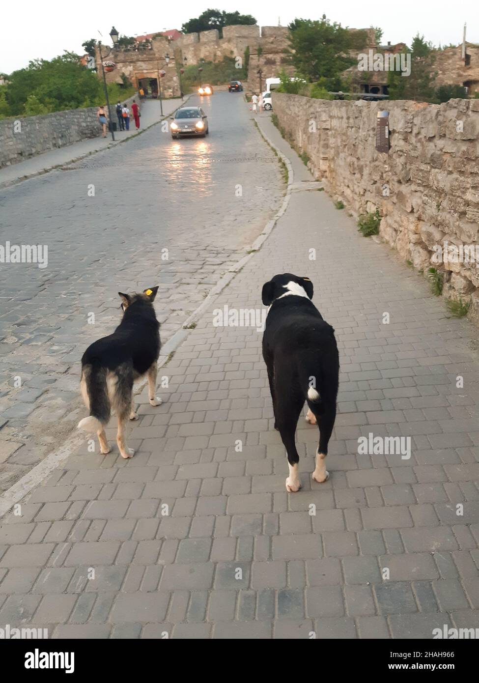 Due cani randagi si levano in piedi sulla strada e osservano le automobili che passano vicino Foto Stock