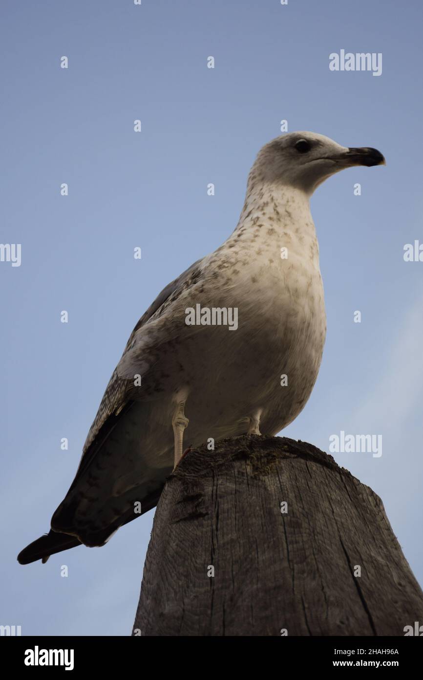 Un gabbiano siede su una sporgenza di legno primo piano e guarda in lontananza. Fotografato da sotto Foto Stock