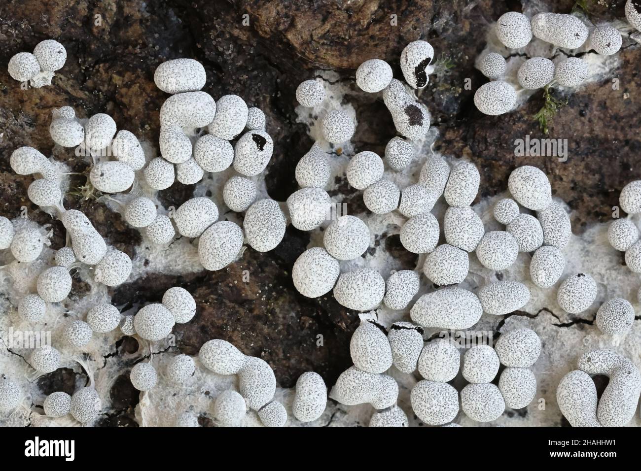Physarum diderma, una muffa di lime micetozoica dalla Finlandia senza nome comune inglese Foto Stock