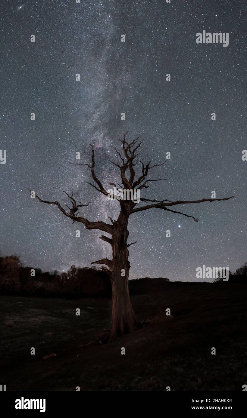 Lone albero morto di fronte alla Via Lattea in un campo Foto Stock