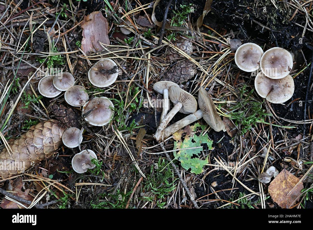 Hebeloma mesophaeum, noto come poisonpie velato o torta di veleno di funghi selvatici dalla Finlandia Foto Stock