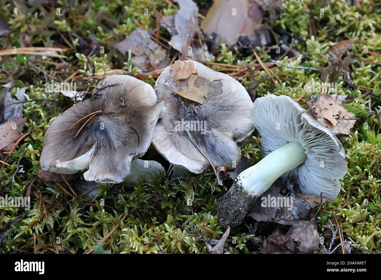 Tricholoma portentosum, conosciuto come il charbonnier, la testa di soia o il coalman, fungo commestibile selvatico dalla Finlandia Foto Stock