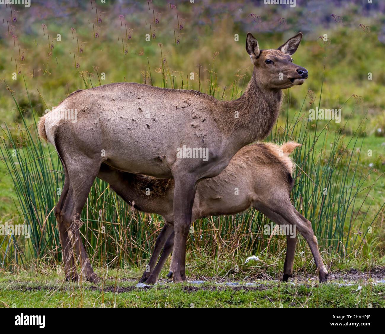 Mucca madre dell'Elk che alimenta l'alce del bambino nel campo con un fondo di fogliame sfocato nel loro ambiente e habitat circostante. Foto d'archivio di Red Deer. Foto Stock
