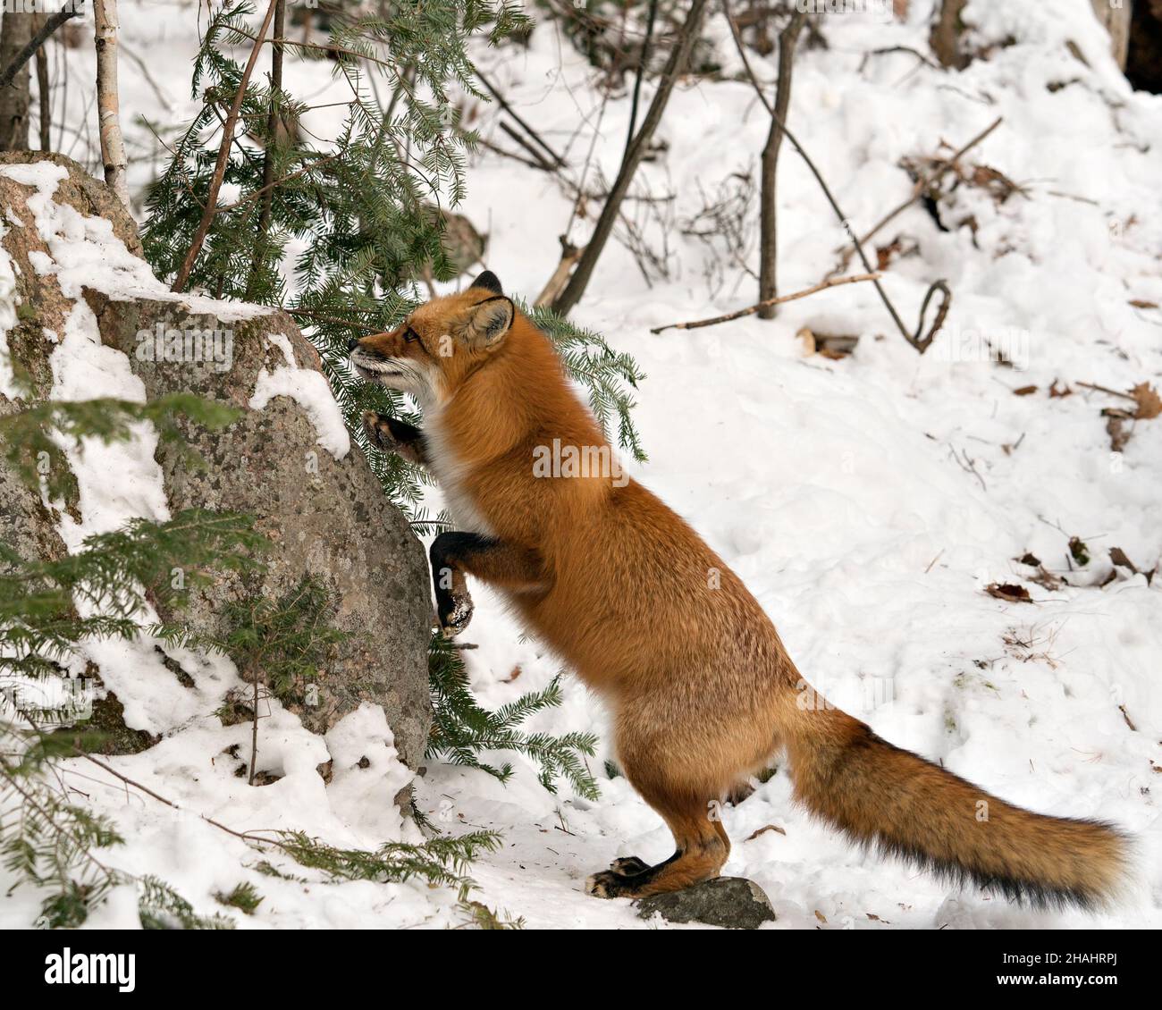 Volpe rossa che si arrampica su una roccia nella stagione invernale nel suo ambiente e habitat con sfondo foresta di neve che mostra folgorante coda di volpe, pelliccia. Immagine Fox. Foto Stock