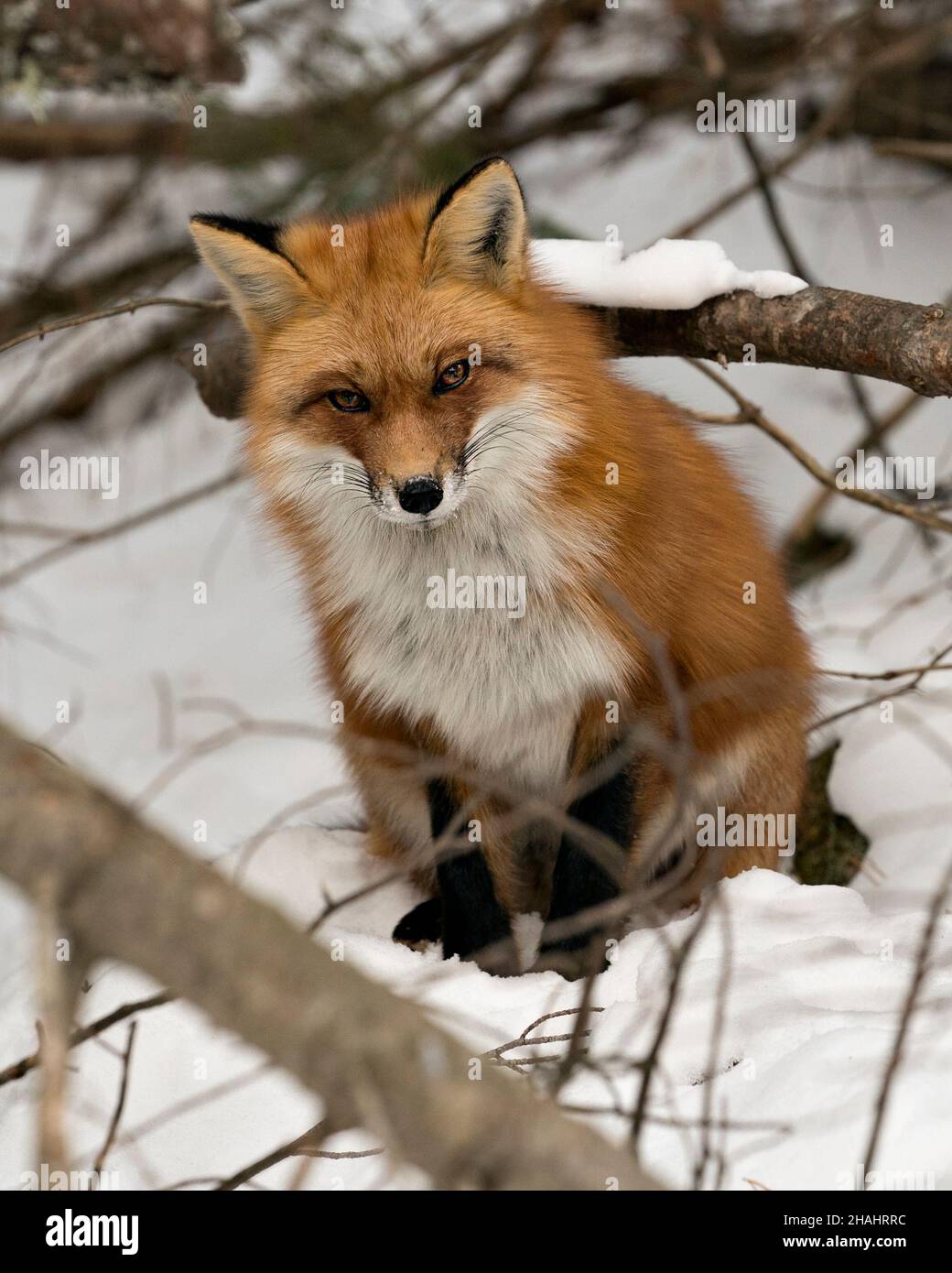 Vista del profilo in primo piano della volpe rossa nella stagione invernale nel suo ambiente e habitat con fondo nevoso che mostra coda di volpe, pelliccia. Immagine FOX. Foto Stock