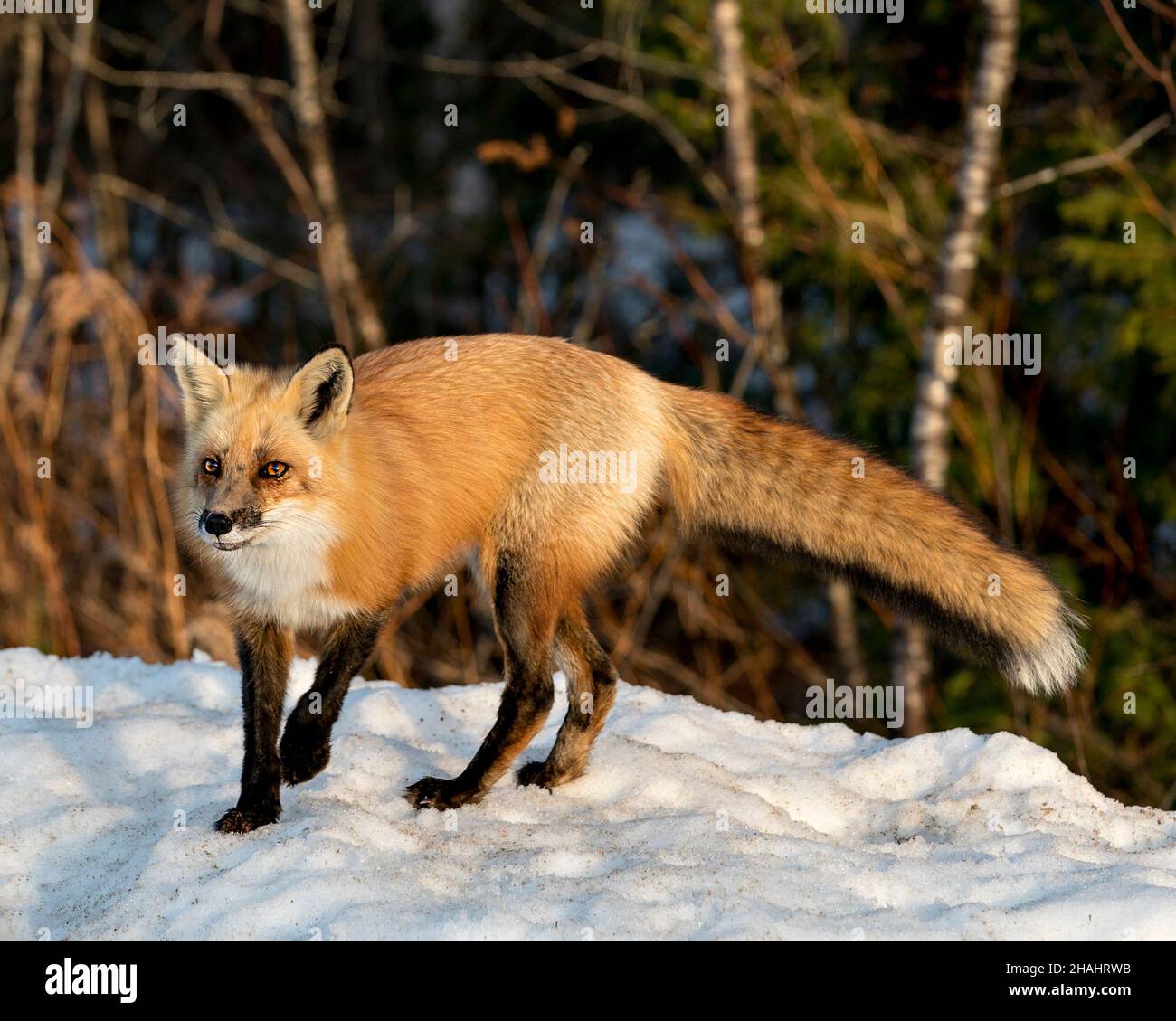 Volpe rossa guardando la macchina fotografica nella stagione invernale nel suo ambiente e habitat con sfondo di foresta sfocata che mostra coda di volpe, pelliccia. Immagine. Foto Stock