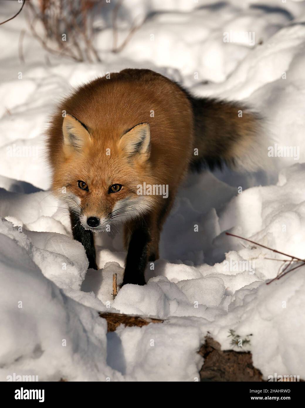 Volpe rossa in primo piano, foraggio nella stagione invernale nel suo ambiente e habitat con sfondo di neve sfocata con coda di volpe, pelliccia. Immagine FOX. Foto Stock