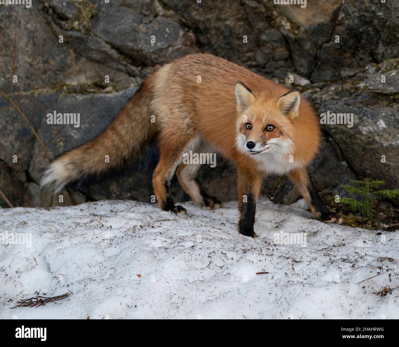 Vista laterale del profilo della volpe rossa in primo piano nella stagione invernale nel suo ambiente e habitat con sfondo roccioso che mostra folta coda di volpi, pelliccia. Immagine Fox. Foto Stock