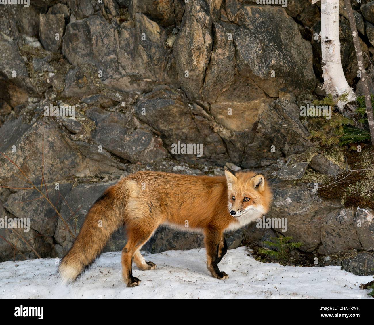 Volpe rossa primo piano profilo vista laterale nella stagione invernale nel suo ambiente e habitat con fondo roccioso e albero con coda di volpe, pelliccia. Foto Stock