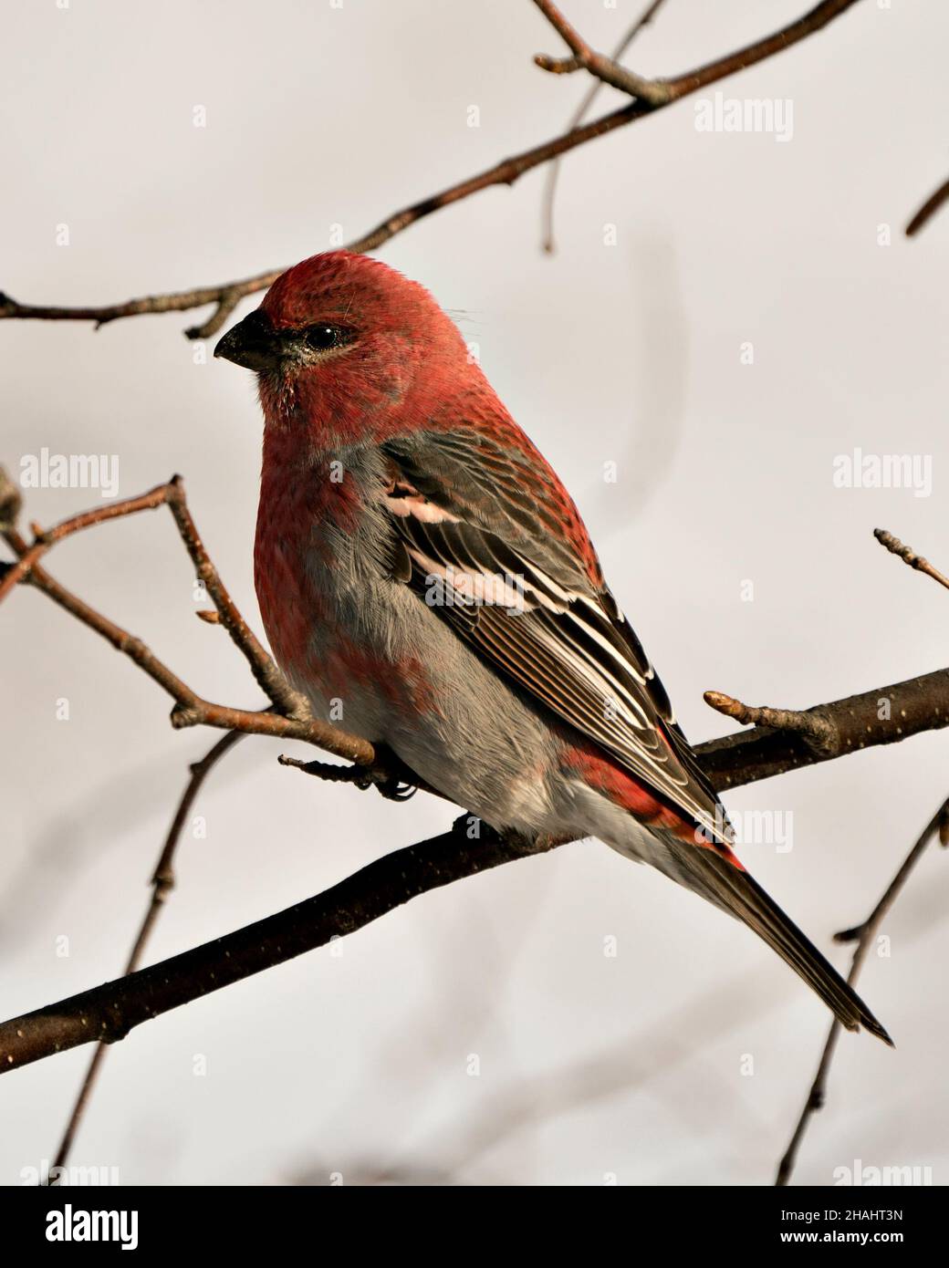 Vista ravvicinata del profilo di Pine Grossbeak, arroccata con uno sfondo sfocato nel suo ambiente e habitat. Immagine Grossbeak. Immagine. Verticale. Foto. Foto Stock