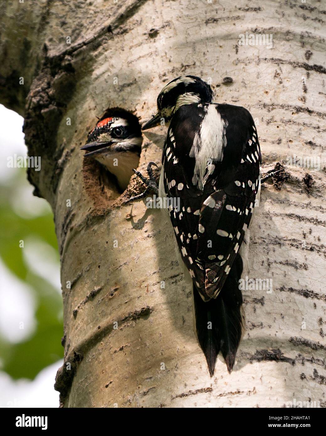 Il genitore del picchio che porta e alimenta il cibo all'uccello del bambino nella loro casa del nido e che gode il loro ambiente e habitat circostanti. Immagine. Foto Stock